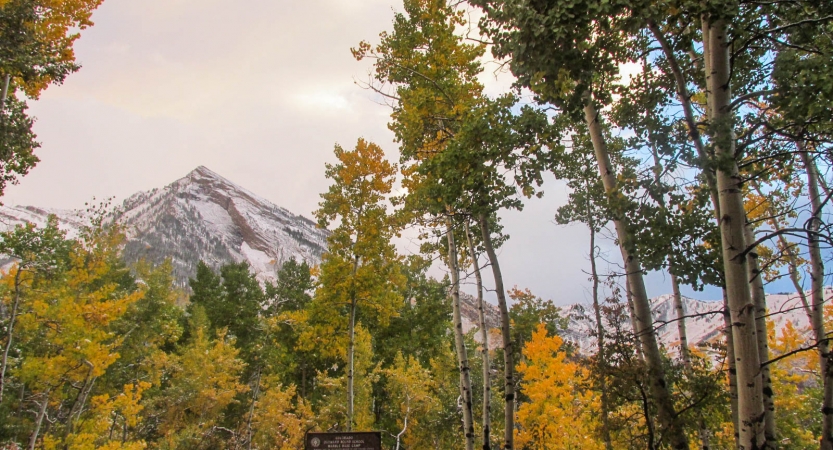 Behind a grove of fall-colored trees, there is a snow-capped mountain.